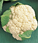 First White Hybrid Cauliflower